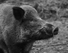 wild-boar-1797731_1280
