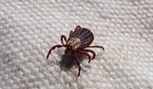 Kleszcze – niebezpieczne pajęczaki