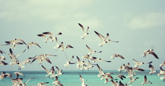 seagulls-815304_1280