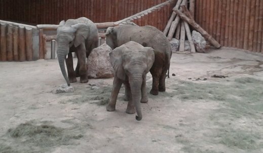 „Wycieczka do zoo w Poznaniu”