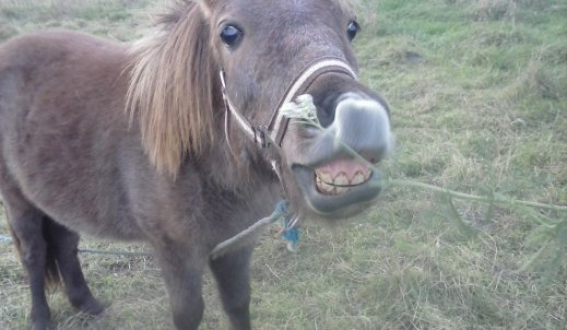 Koń by się uśmiał…