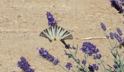 Na lawendowej gałązce motyl wachlarzem skrzydeł zachwyca
