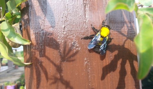 Zadziwiający owad na ogrodowej pergoli