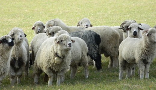Wypas kulturowy owiec