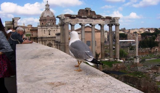 Patrząc na Forum Romanum
