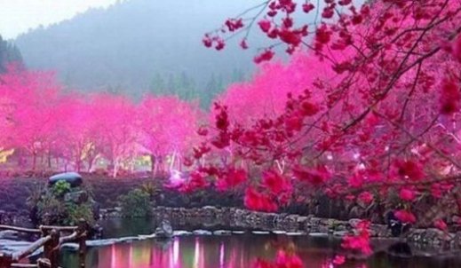 Japonia krajem kwitnącej wiśni