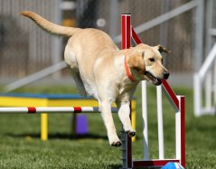 labradorretriever2472269_1280.jpg