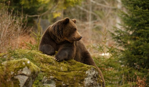 Dzień Niedźwiedzia