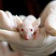 Testy na zwierzętach – problem etyczny  i… klimatyczny